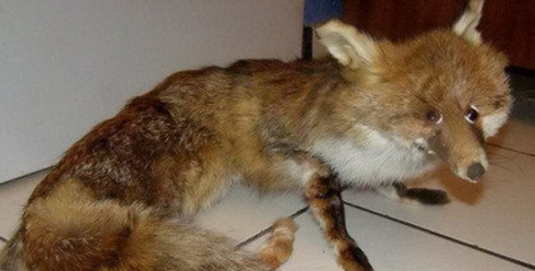 В Firefox 16 обнаружена опасная уязвимость