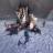 19 марта запланирован выпуск Monster Hunter 3 Ultimate