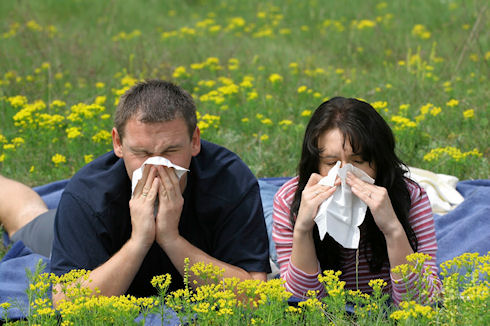 Аллергия обходит бедняков стороной