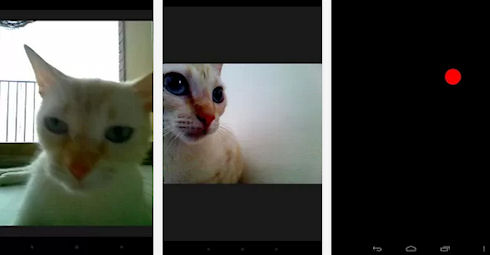 Snapcat – кошки-фотолюбители