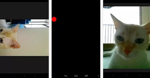 Snapcat – кошки-фотолюбители