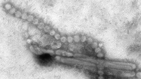 Вирус H7N9 будет изучен путем создания мутаций