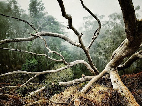 Лучшие iPhone-фотографы получили награды iPhone Photography Awards