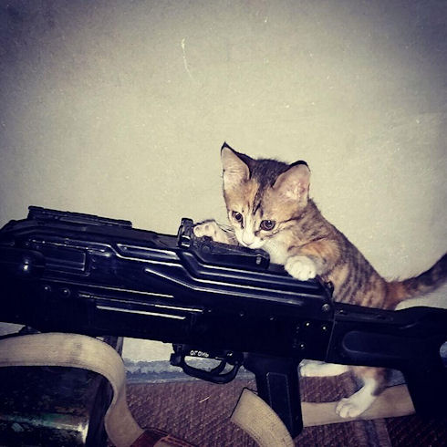 Боевики снимают кошек с оружием для Instagram