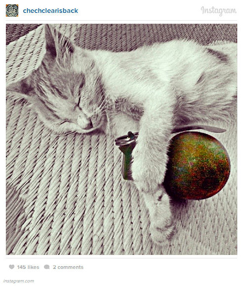 Боевики снимают кошек с оружием для Instagram