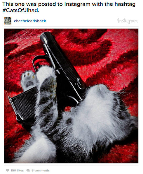 Боевики снимают кошек с оружием для Instagram