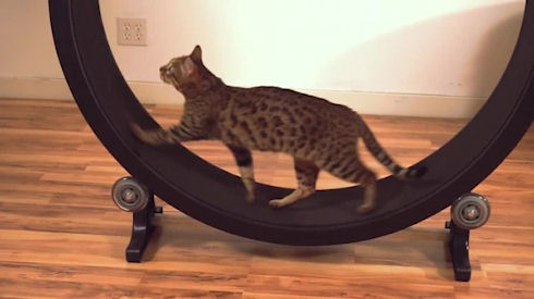 Тренажер для кошек «One Fast Cat»