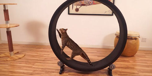 Тренажер для кошек «One Fast Cat»