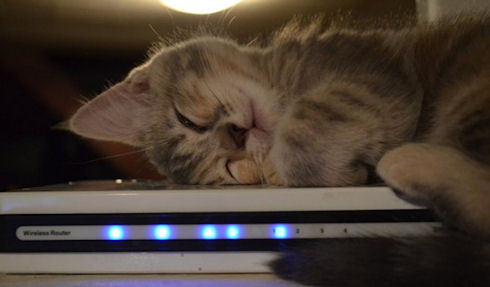 Кошка помогла выявить незащищенные точки Wi-Fi