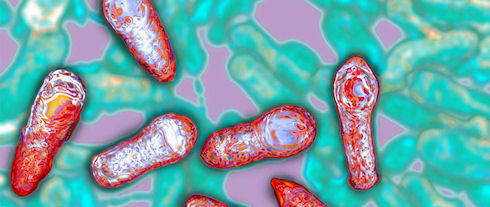 Ученые выявили смертоносный токсин Clostridium botulinum type H