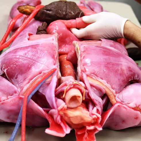 SynDaver создаст Искусственного пациента в 2014 году