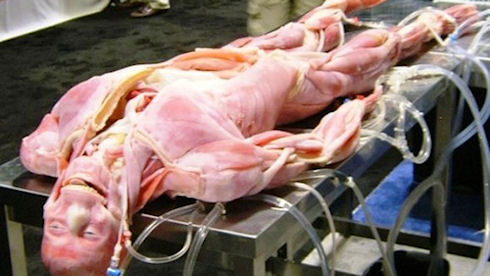 SynDaver создаст Искусственного пациента в 2014 году