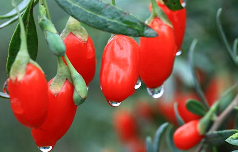 Как быстро похудеть с ягодами годжи