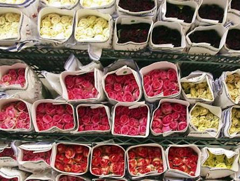Открытие дела по продаже цветочных семян