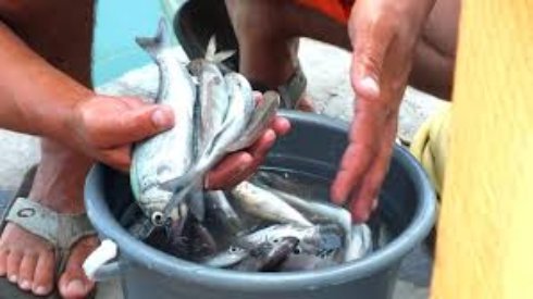 Отправляемся за морским окунем в Анапу