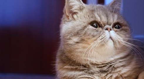 Привычки, нрав котов экзотов и особенности ухода за ними